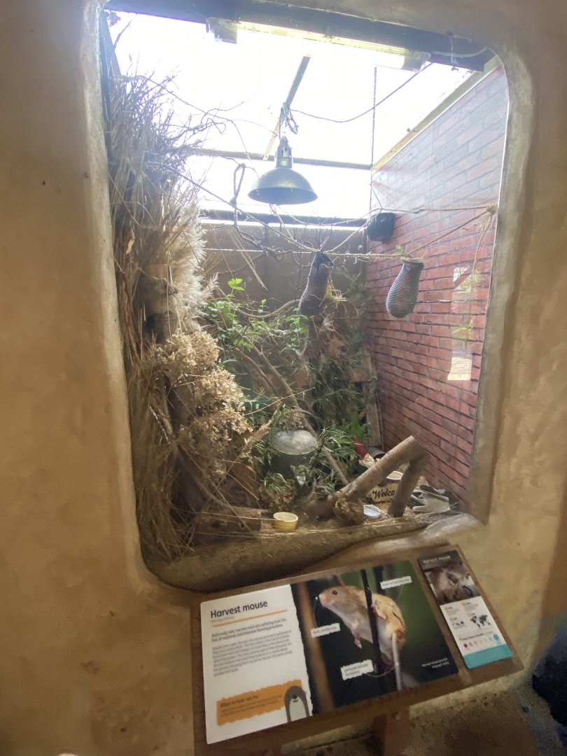 Eurasian harvest mouse exhibit 110424