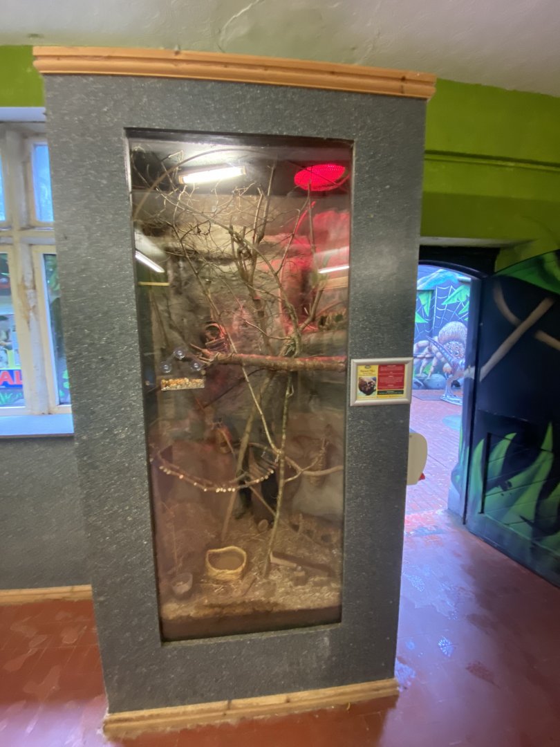 Eurasian harvest mouse exhibit 170224