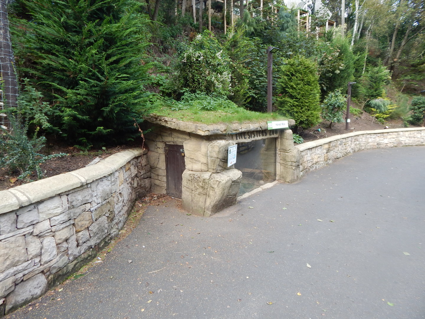Eurasian harvest mouse exhibit 200922