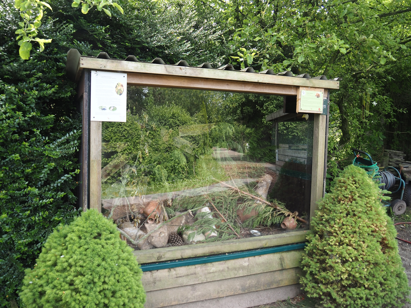Eurasian harvest mouse exhibit, 2024-05-11