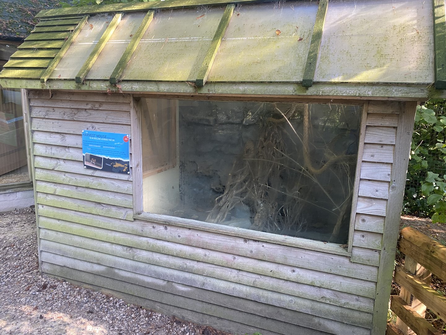 Eurasian harvest mouse exhibit 230922