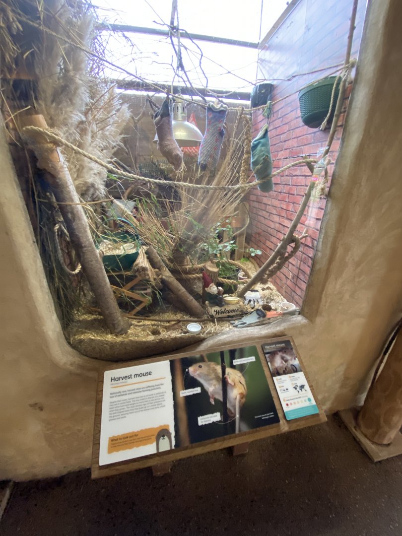 Eurasian harvest mouse exhibit 290224