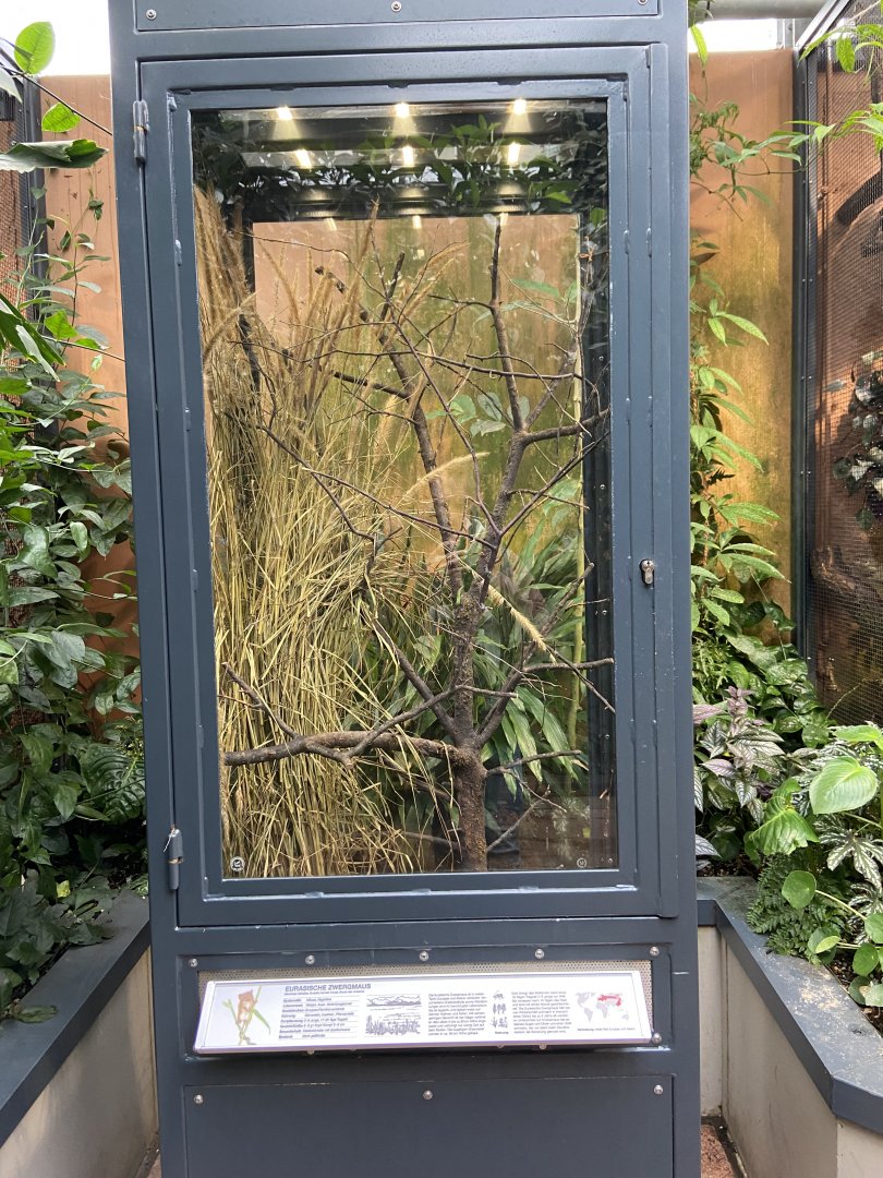 Eurasian harvest mouse exhibit