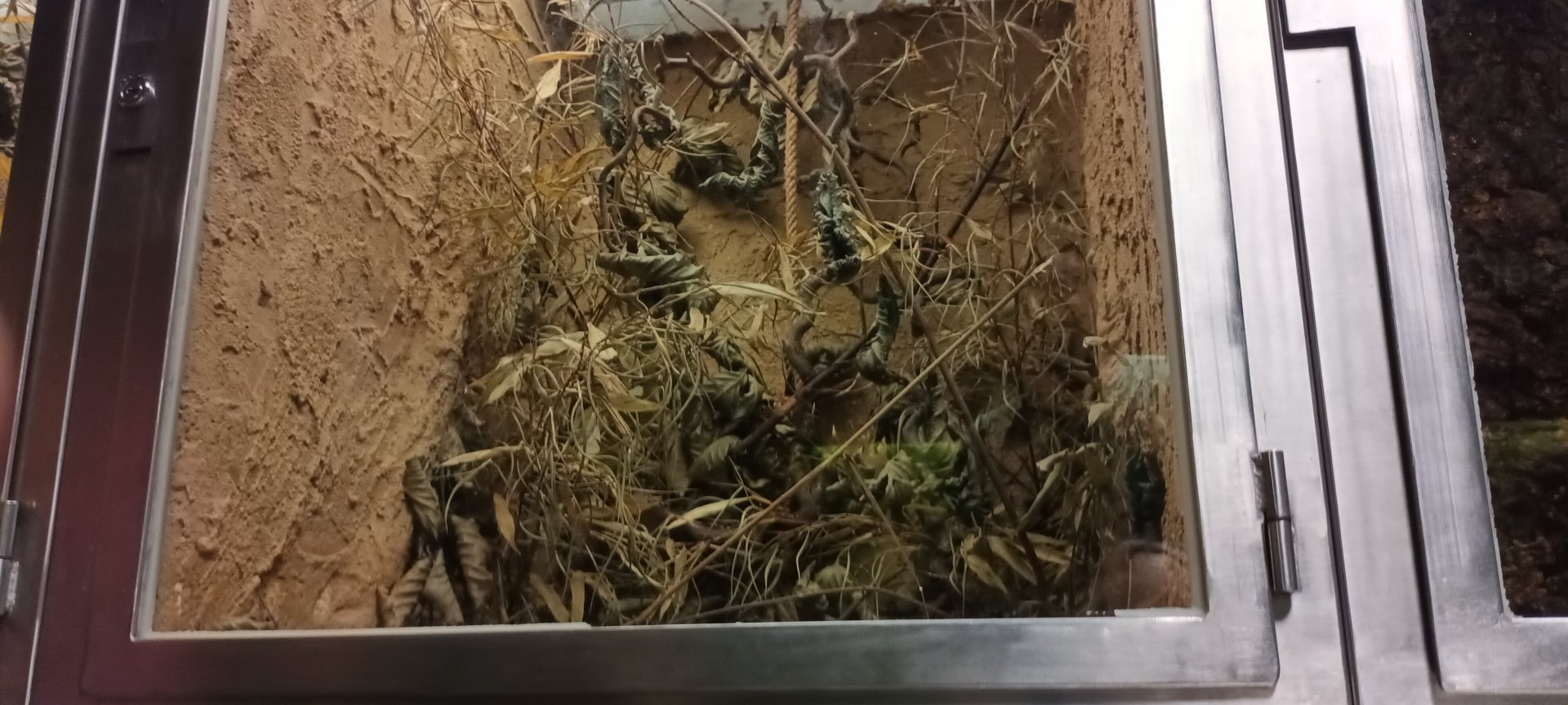 Eurasian harvest Mouse Habitat
