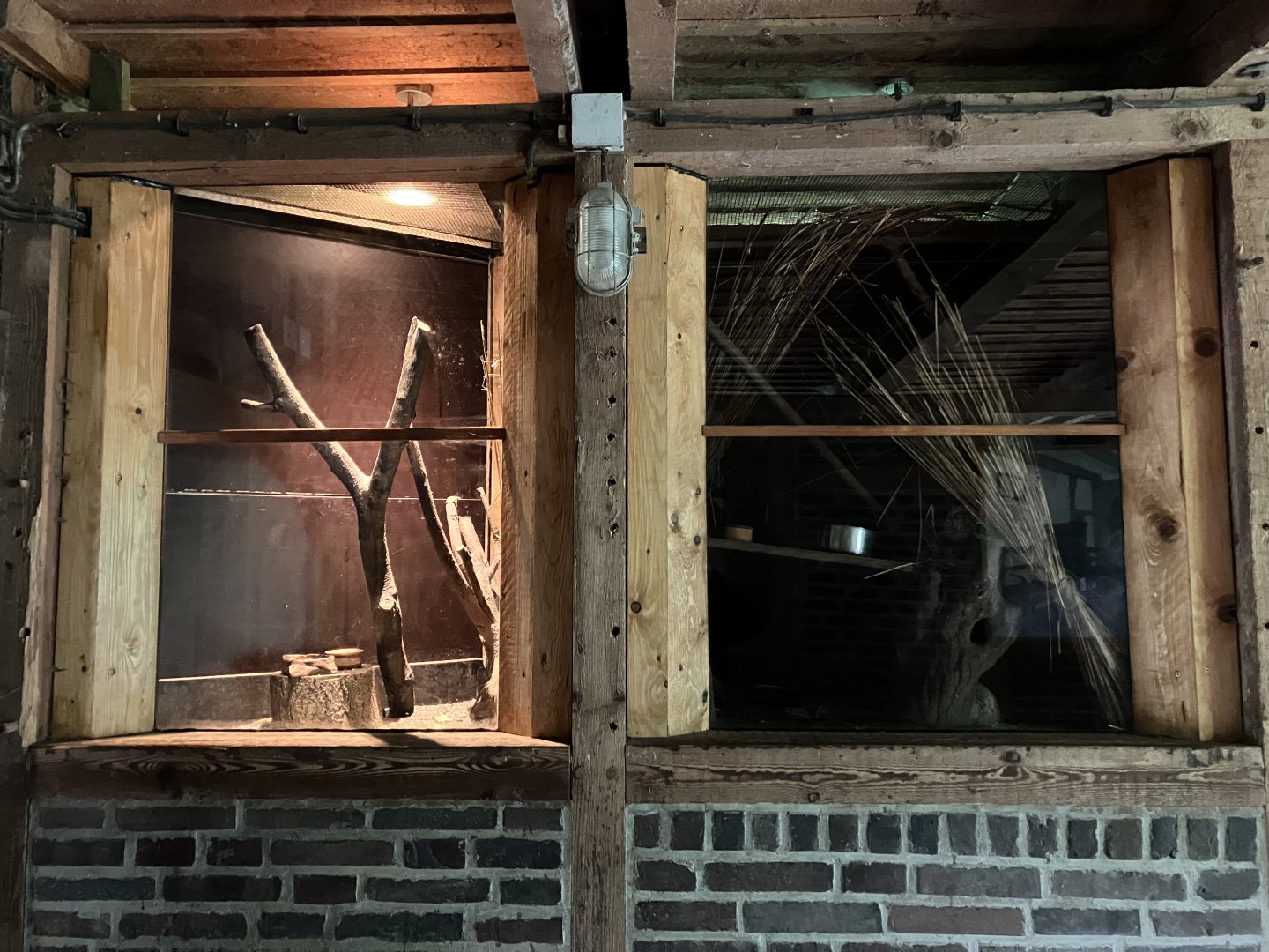 Eurasian harvest mouse habitat