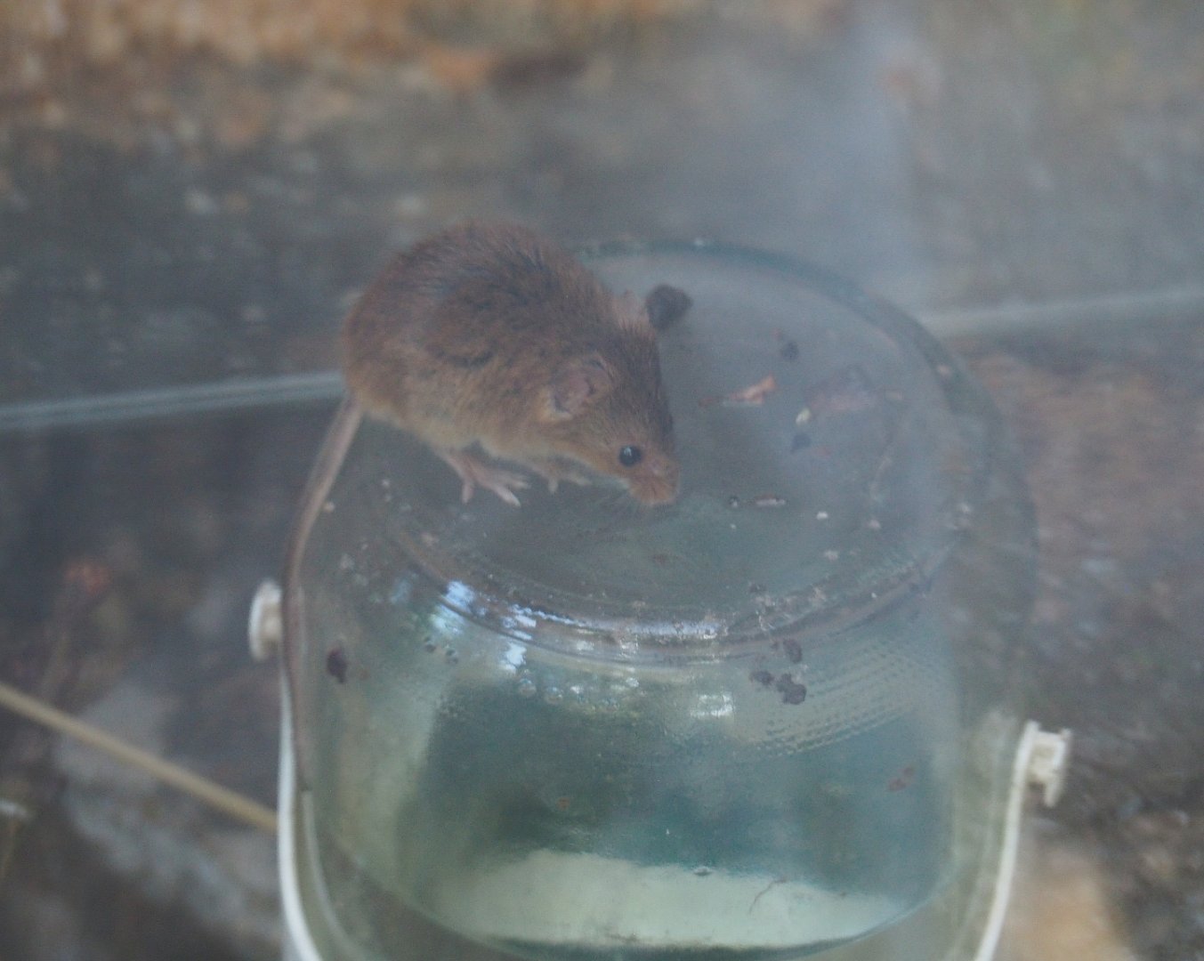 Eurasian harvest mouse (Micromys minutus), 2019-06-01