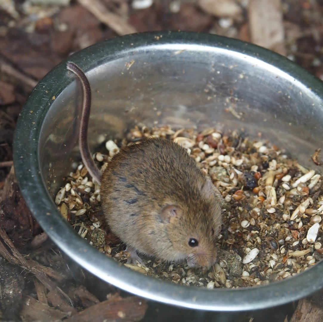 Eurasian harvest mouse (Micromys minutus), 2024-05-11