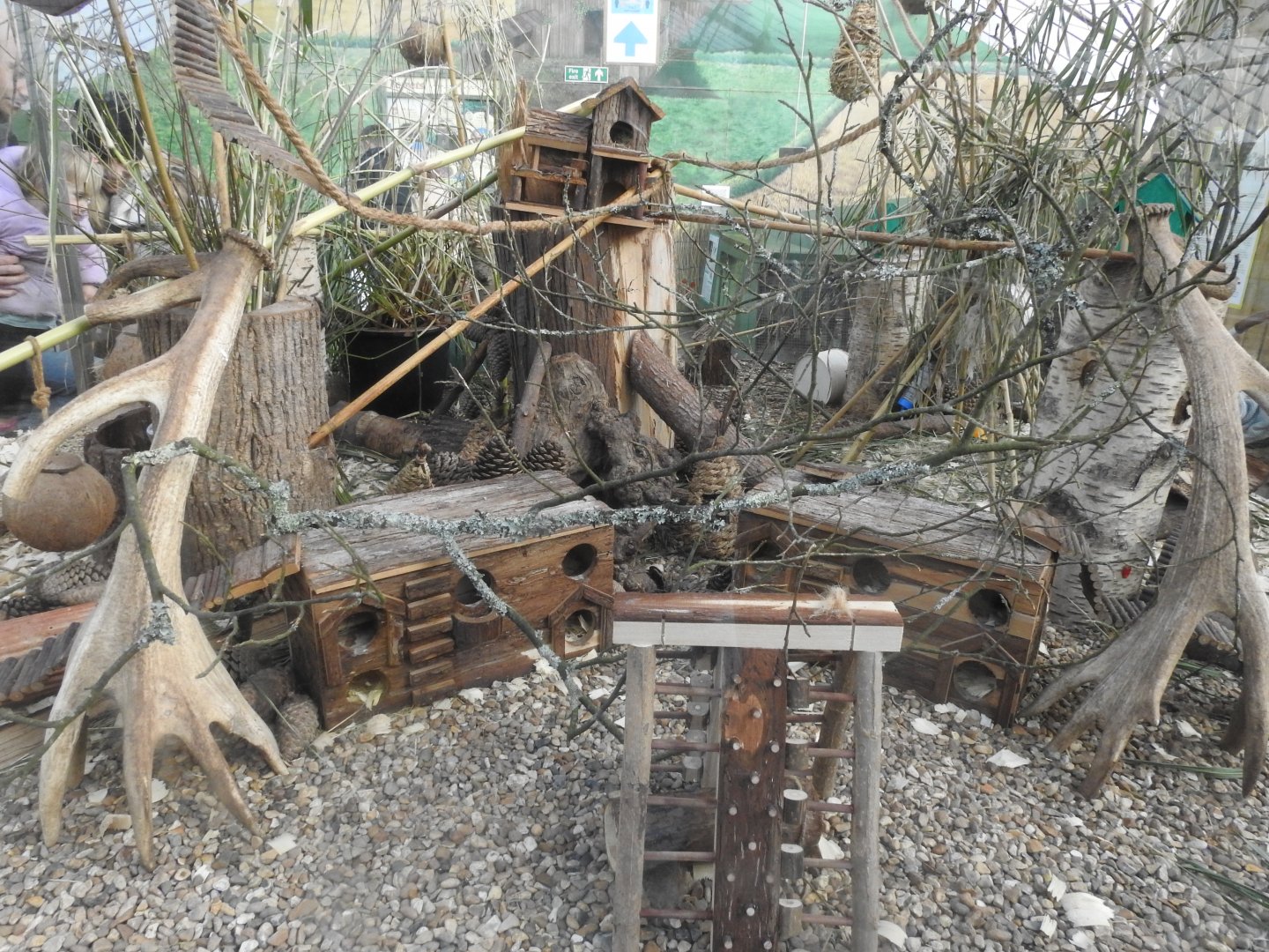 Eurasian Harvest Mouse (Micromys minutus) Enclosure