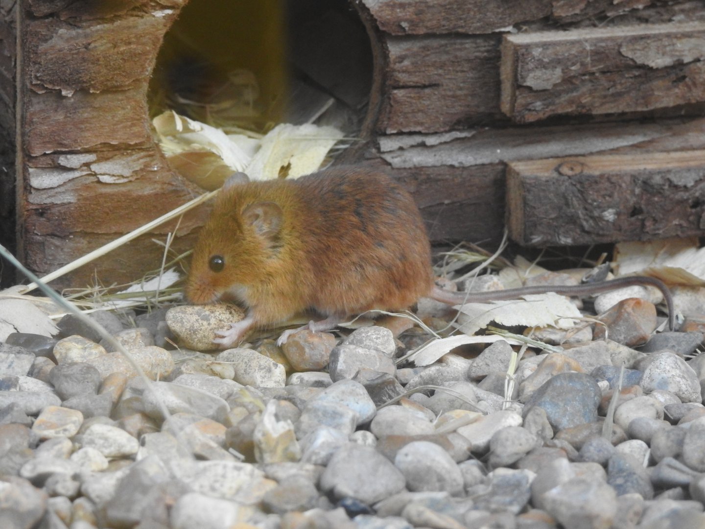 Eurasian Harvest Mouse (Micromys minutus)