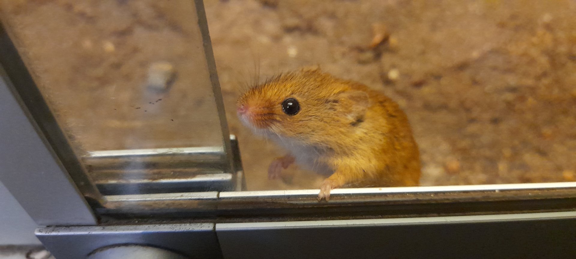 Eurasian harvest mouse (Micromys minutus)