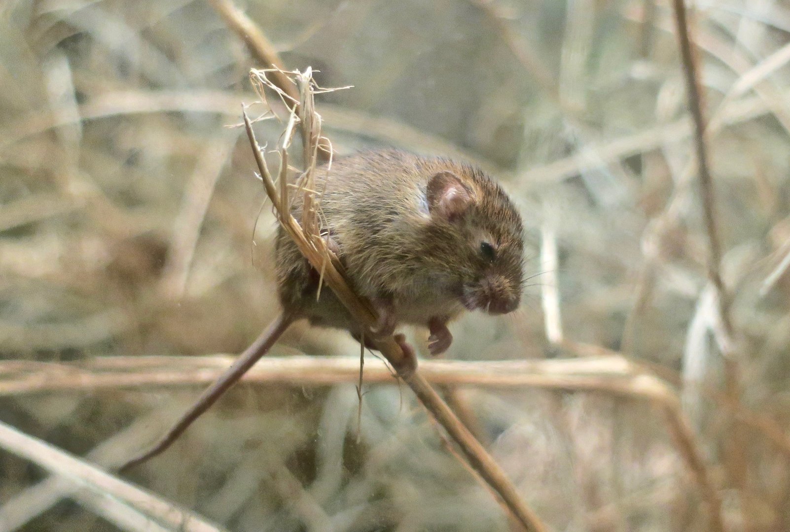 Eurasian Harvest Mouse (Micromys minutus)