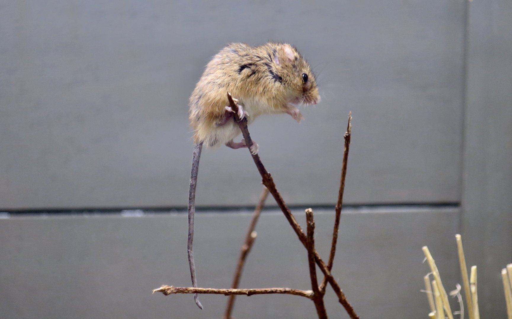 Eurasian Harvest Mouse (Micromys minutus)