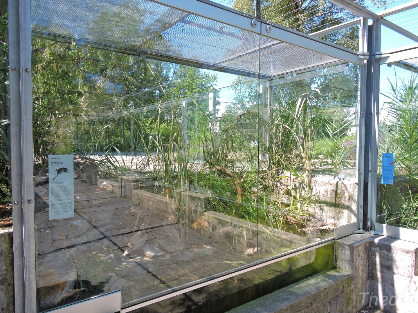 Eurasian harvest mouse outdoor terrarium [2017]