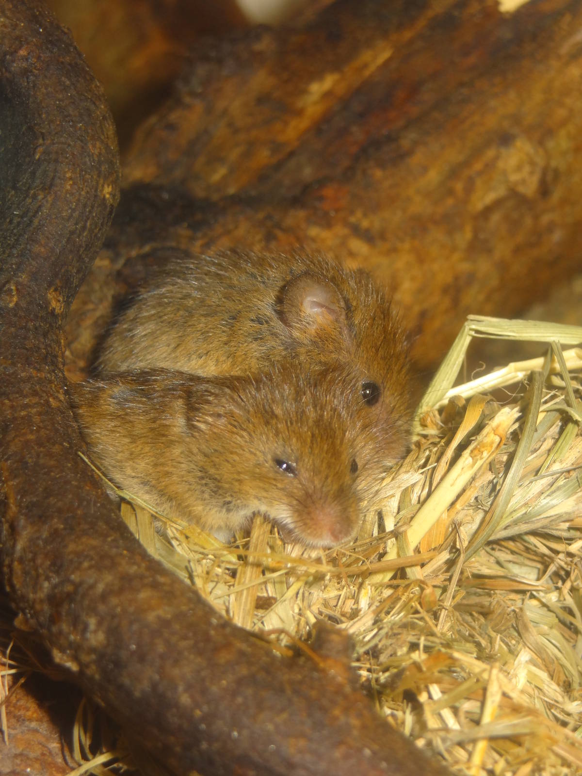 Eurasian harvest mouse