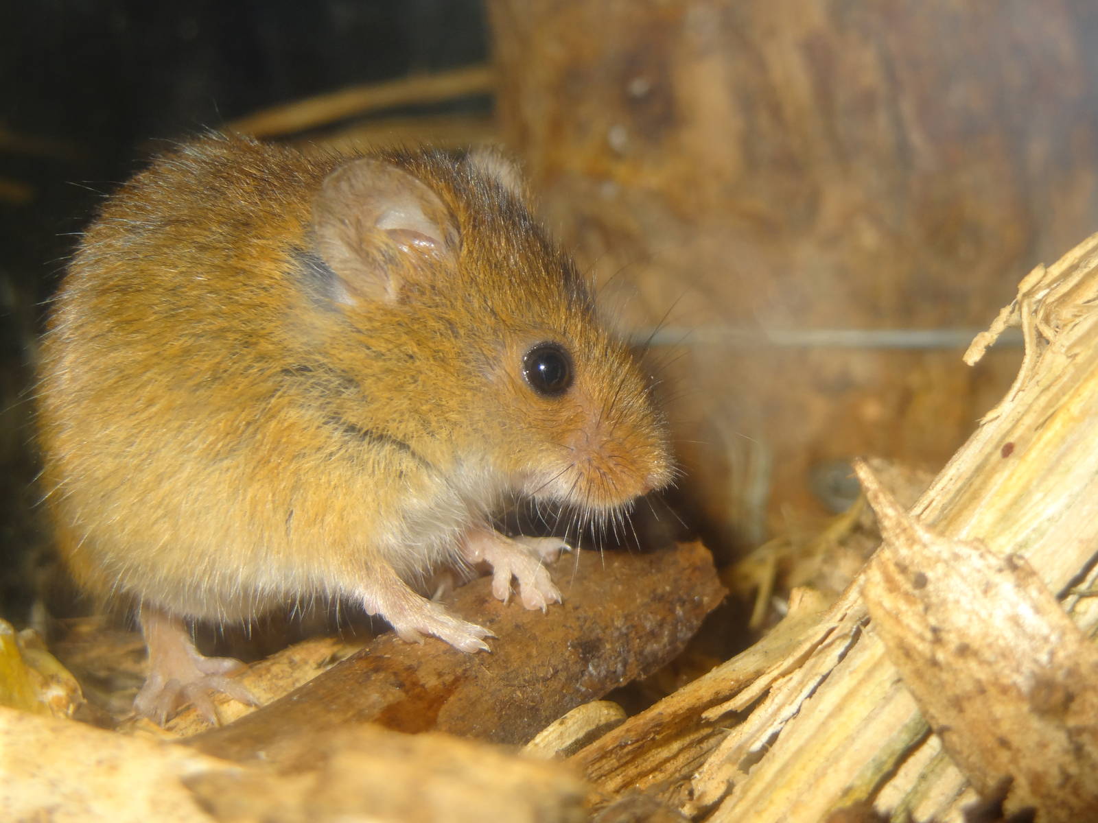 Eurasian harvest mouse