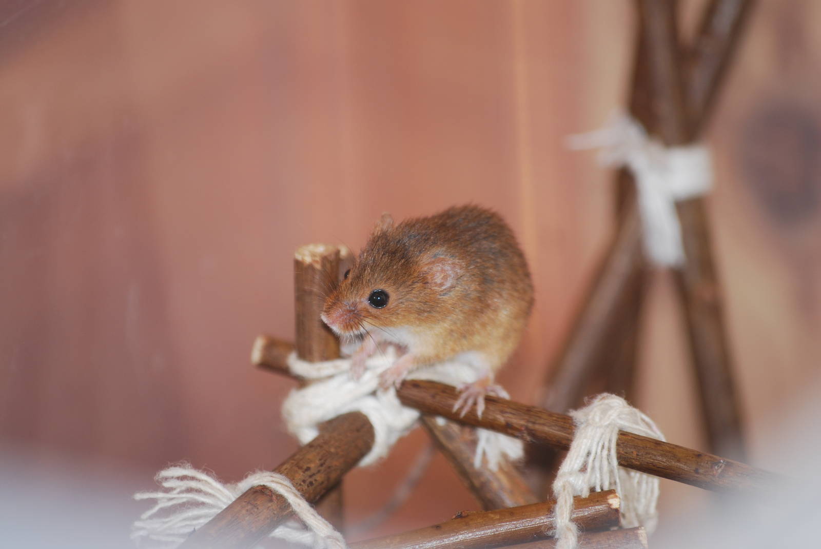 Eurasian harvest mouse