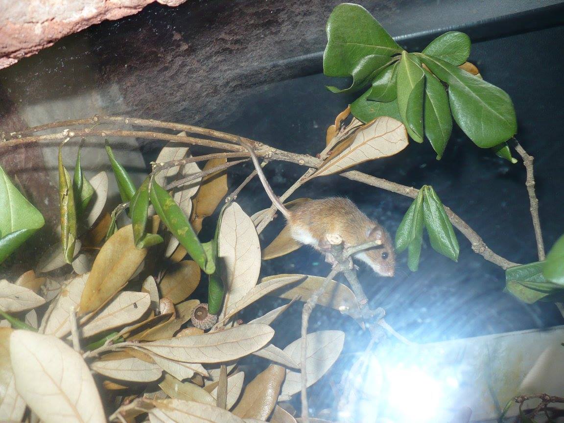 Eurasian harvest mouse