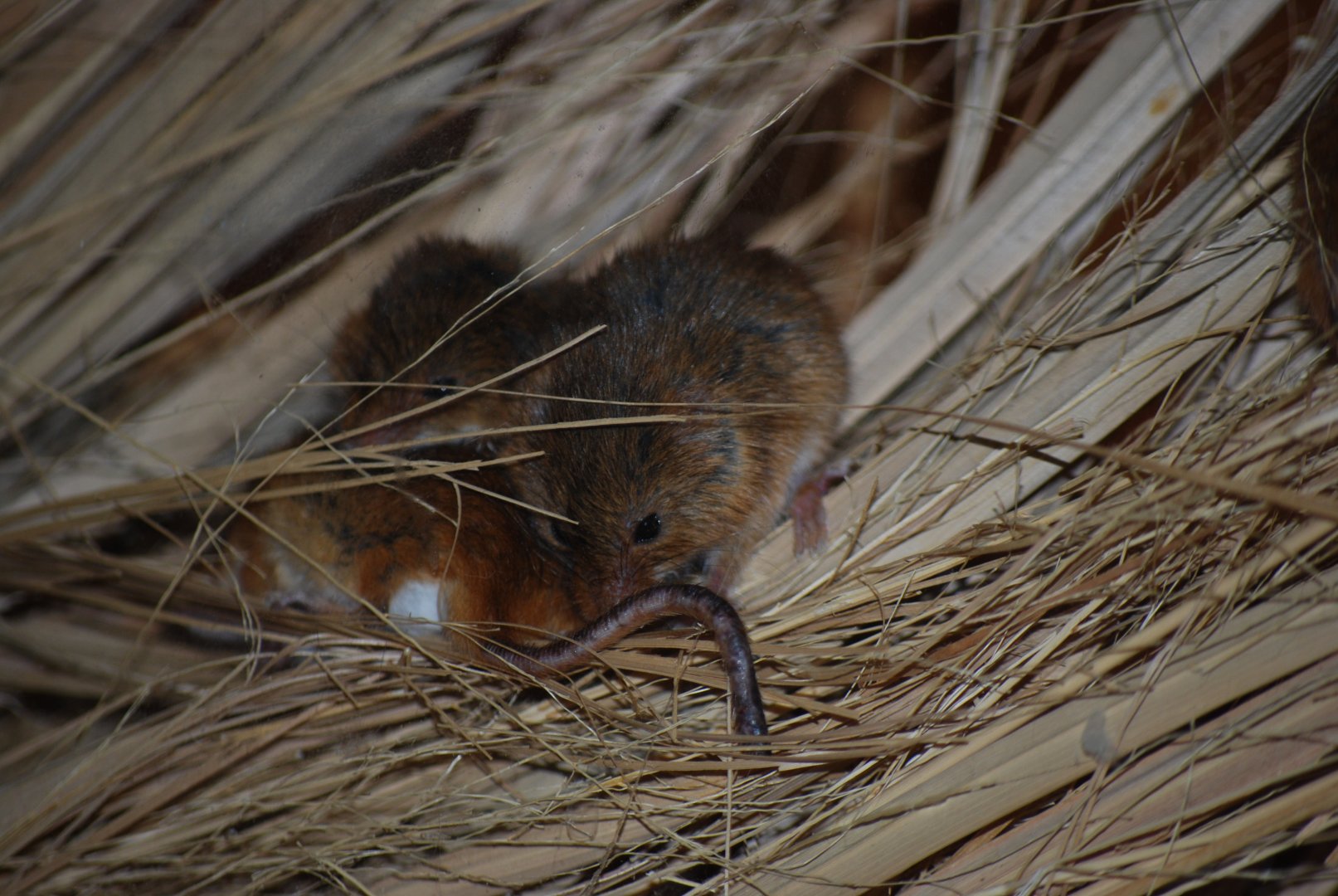 Eurasian Harvest Mouse