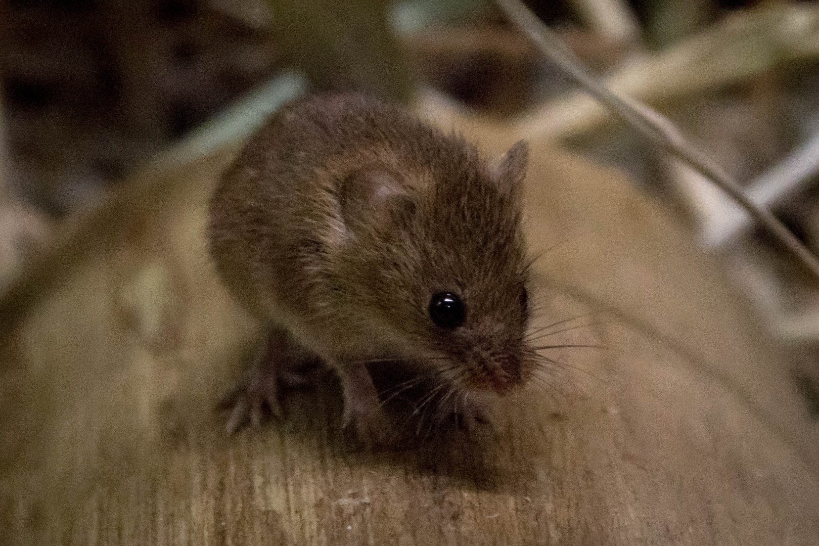 Eurasian harvest mouse