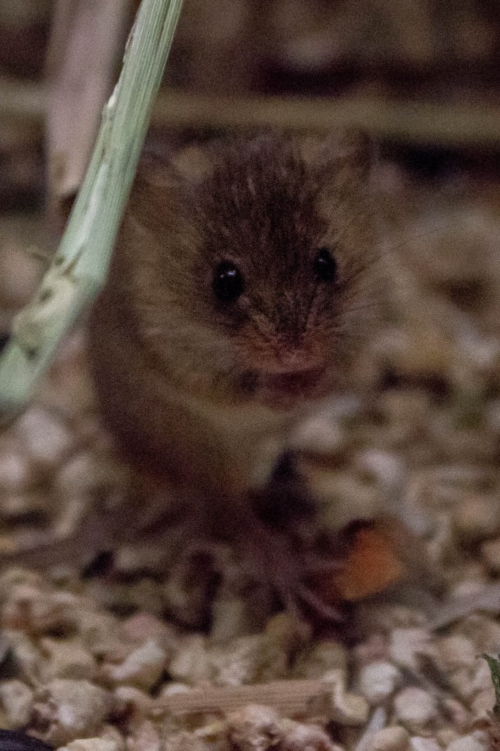 Eurasian harvest mouse