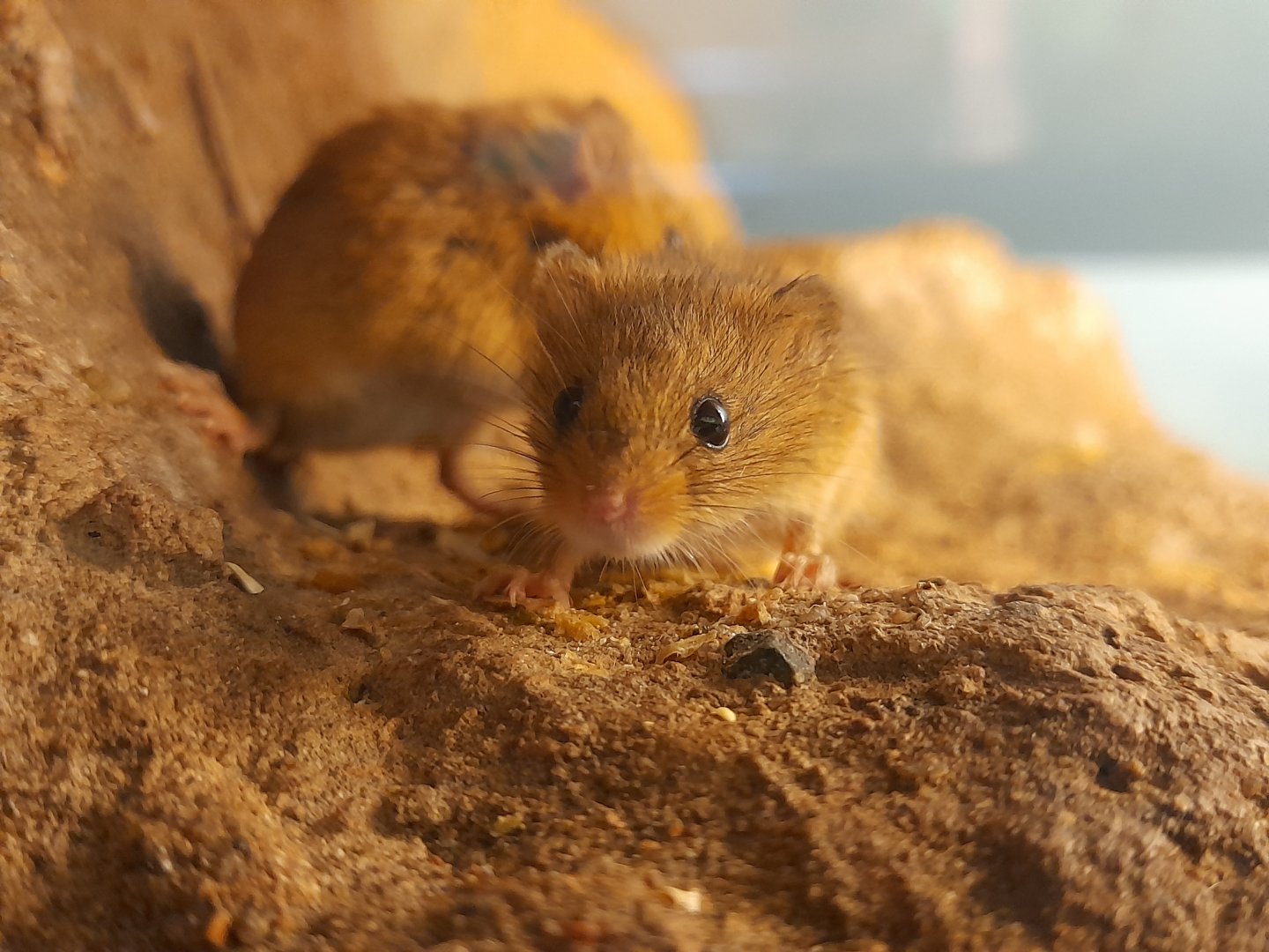 Eurasian harvest mouse