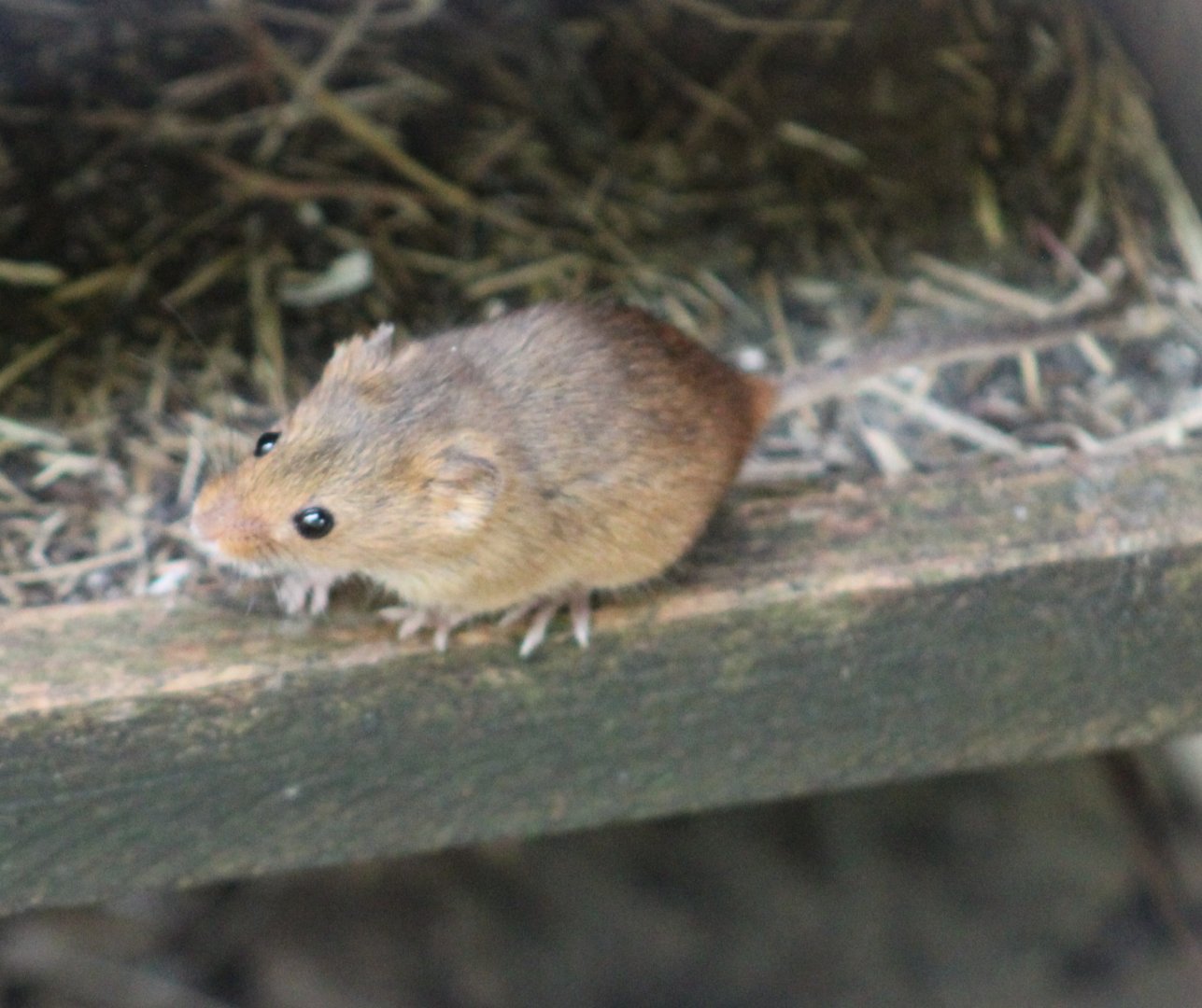 Eurasian harvest mouse
