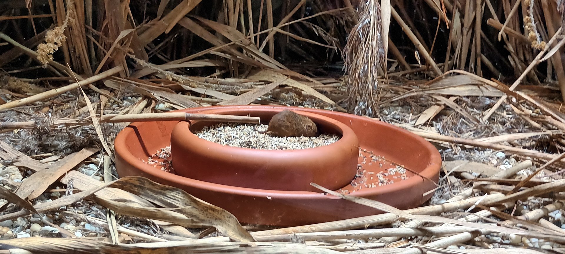 Eurasian Harvest Mouse