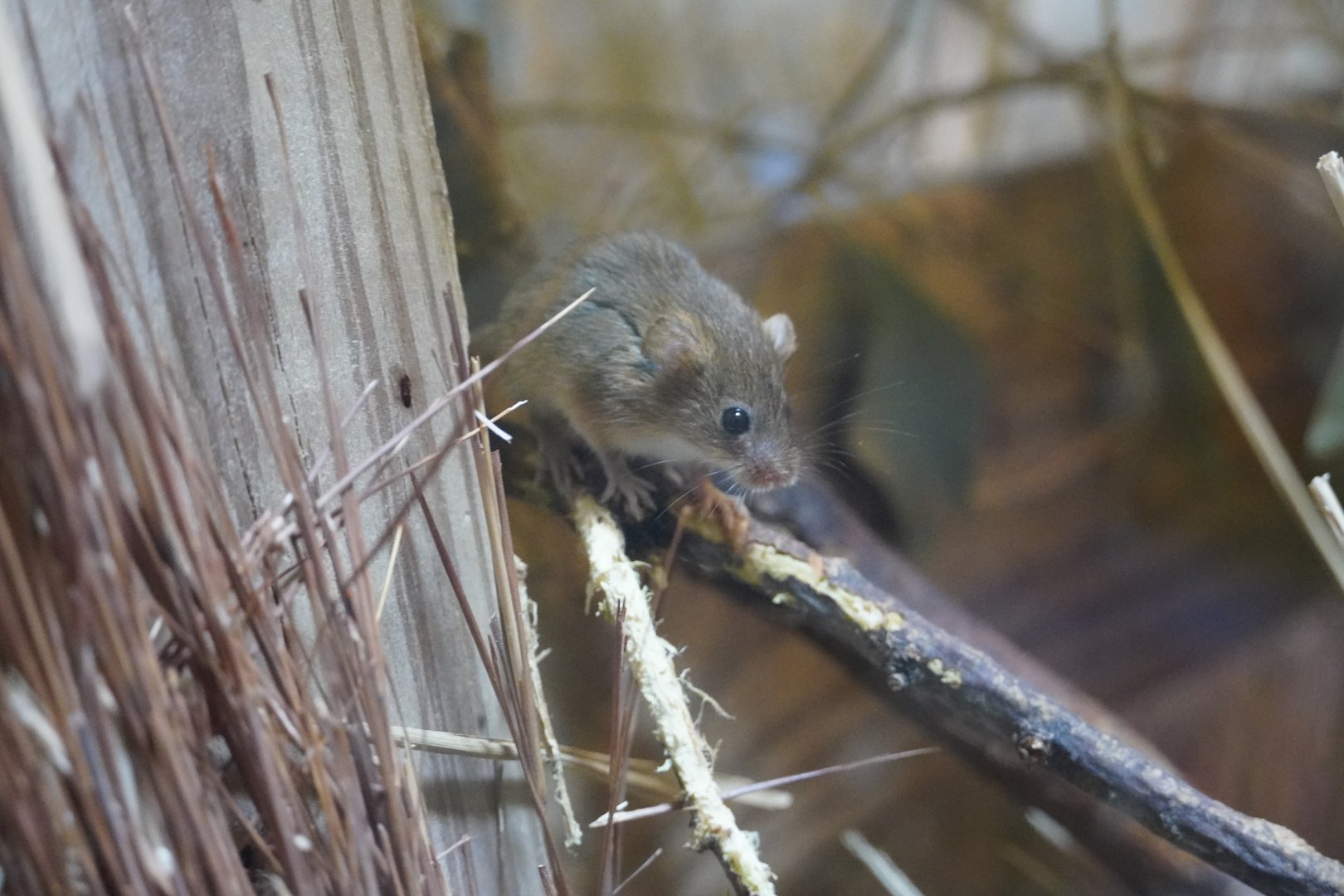 Eurasian Harvest Mouse