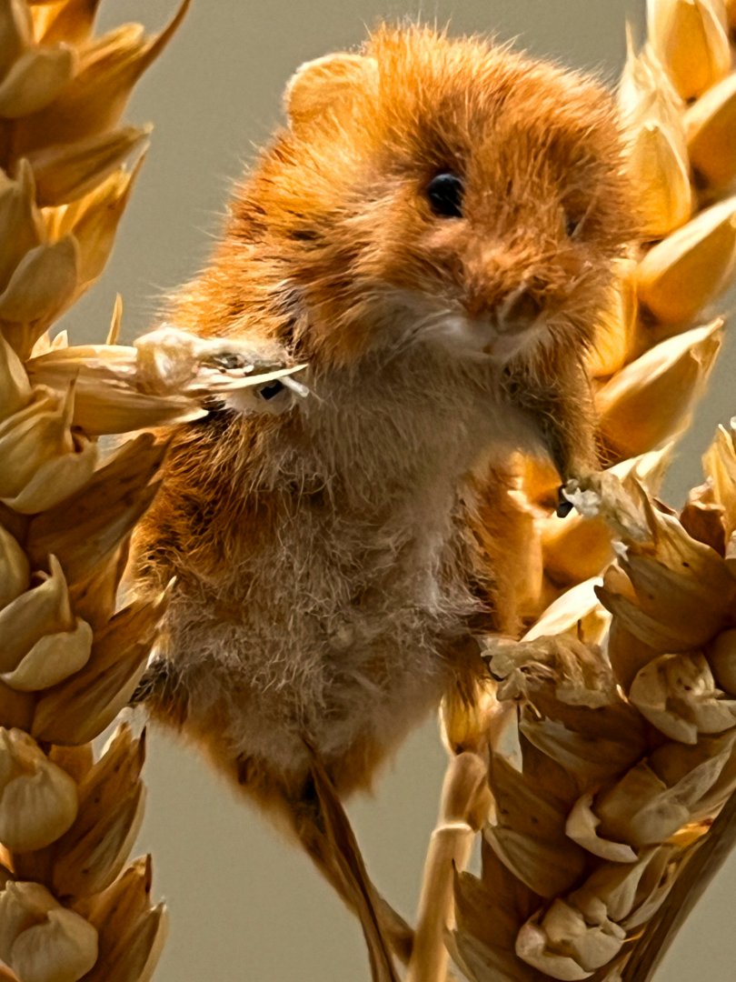 Eurasian Harvest Mouse