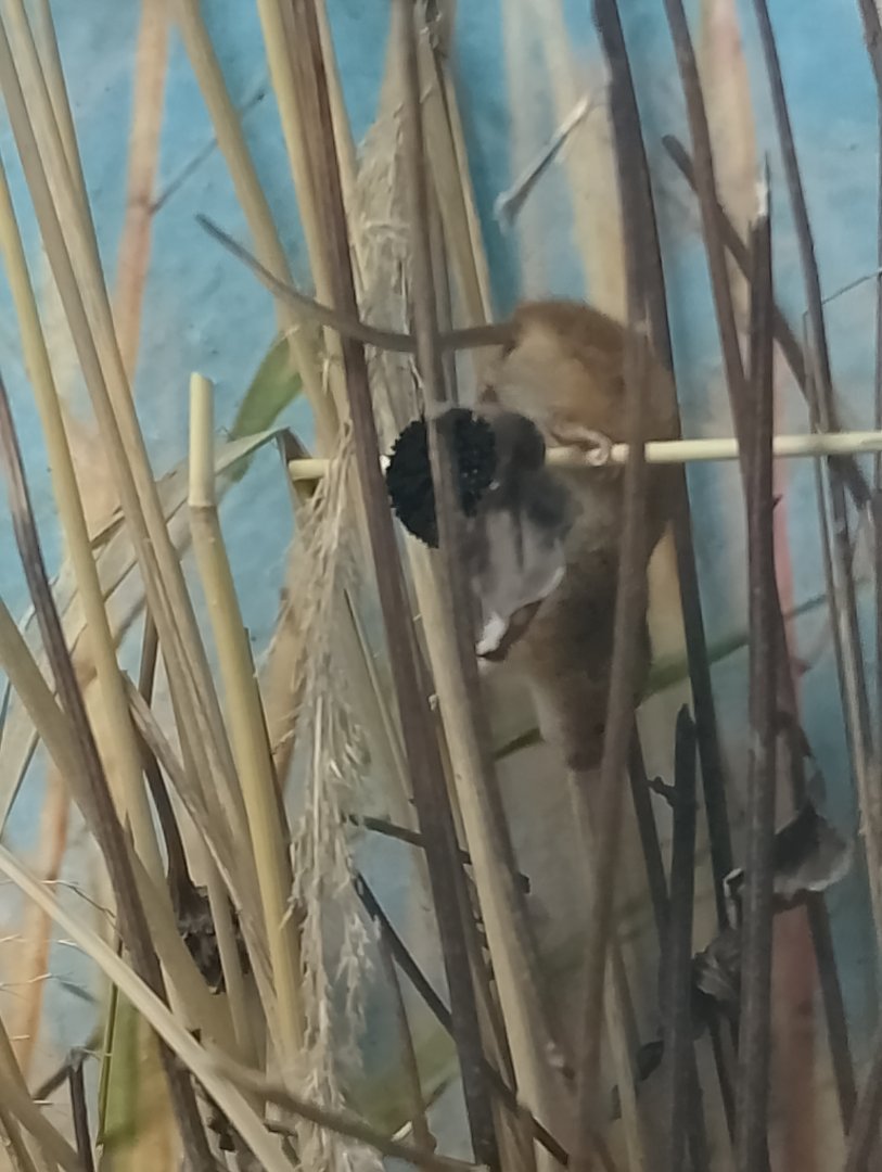 Eurasian harvest mouse