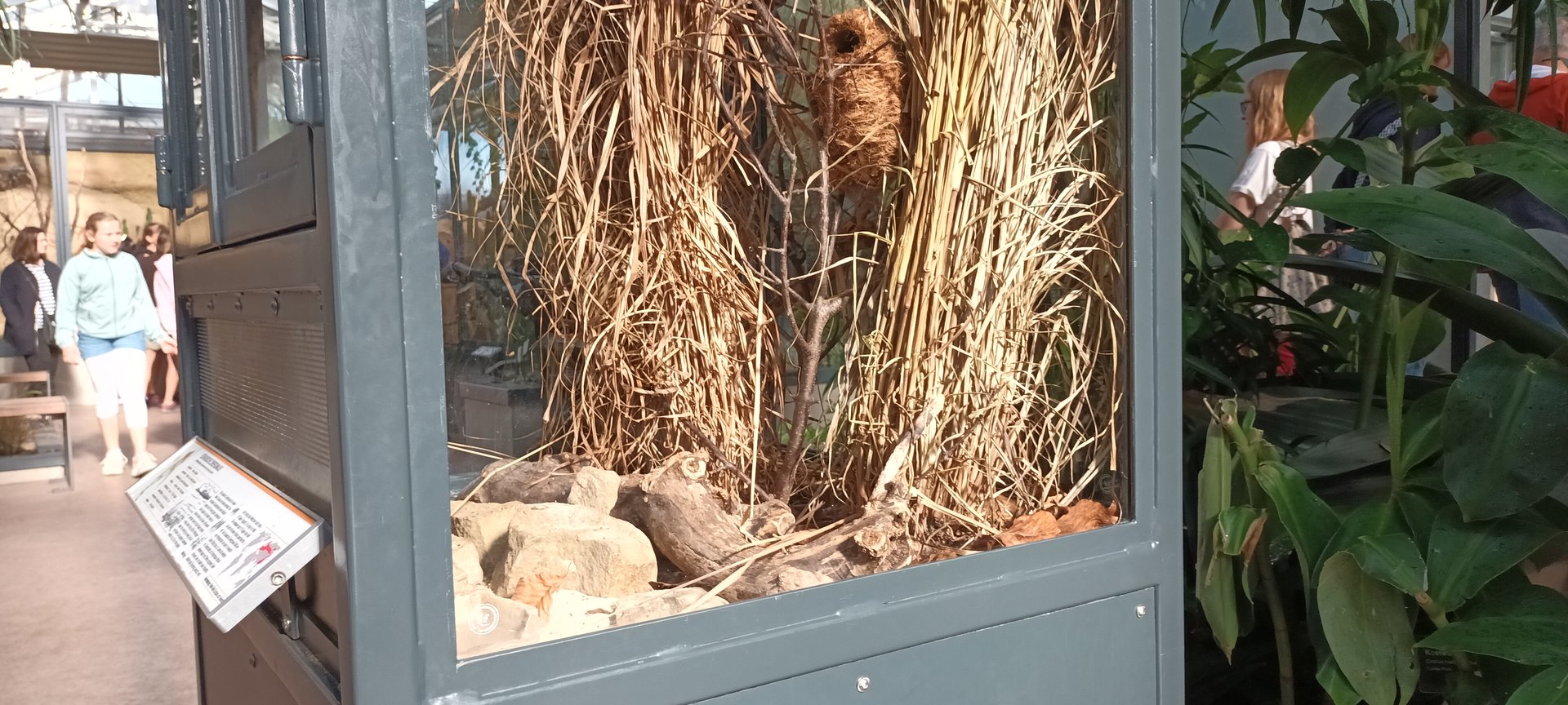 Eurasian Harvester Mouse Habitat