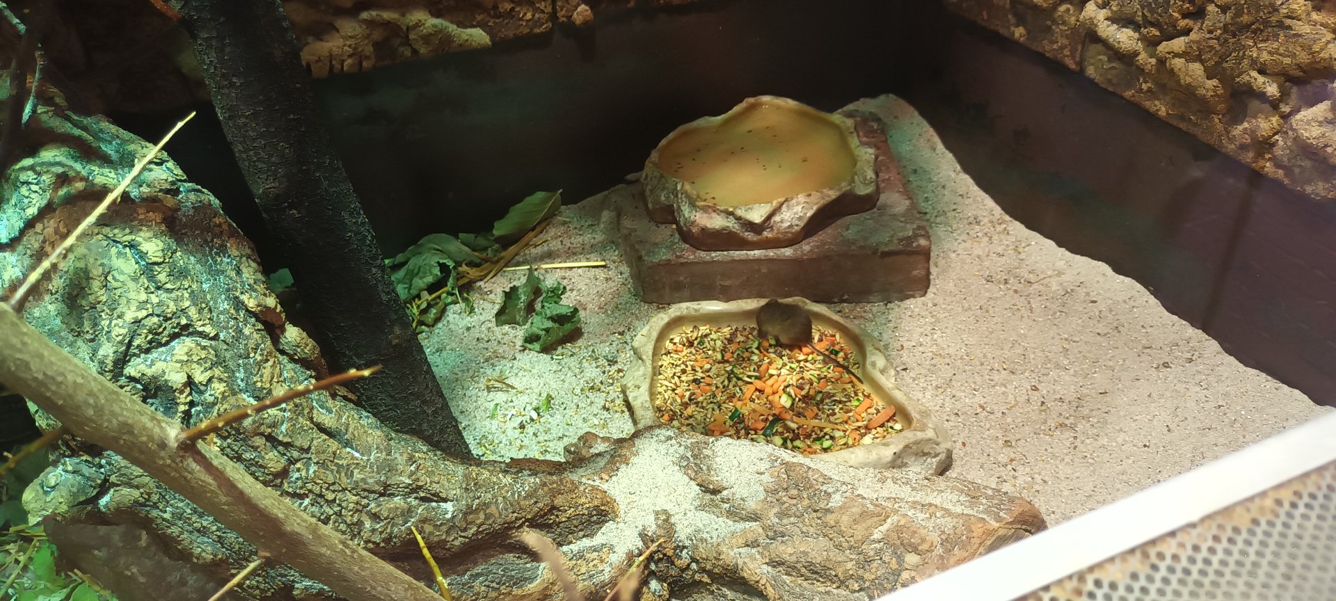 Eurasian Harvester Mouse