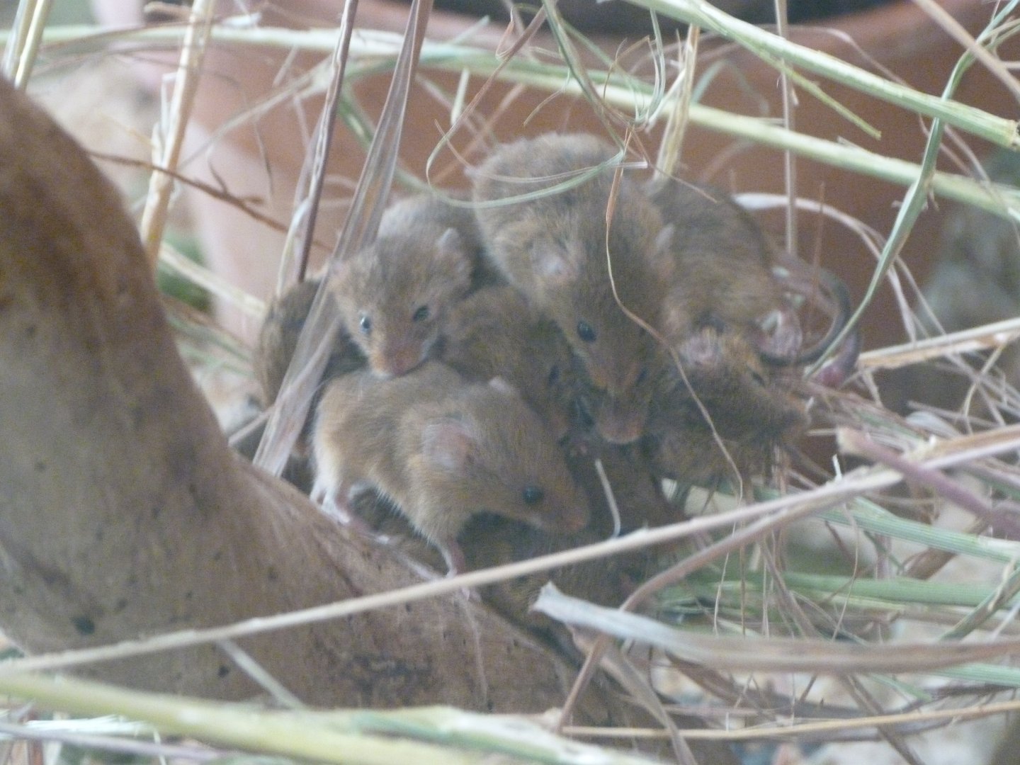 Eurasian harvet mice -Zoodyssée (2025)