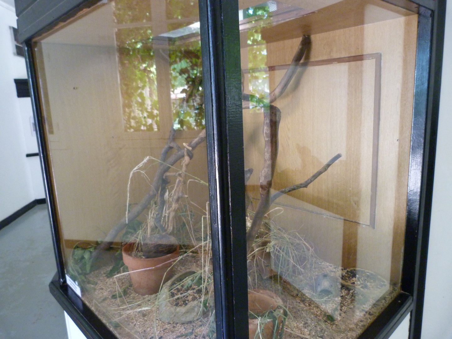 Eurasian harvet mouse exhibit -Zoodyssée (2025)