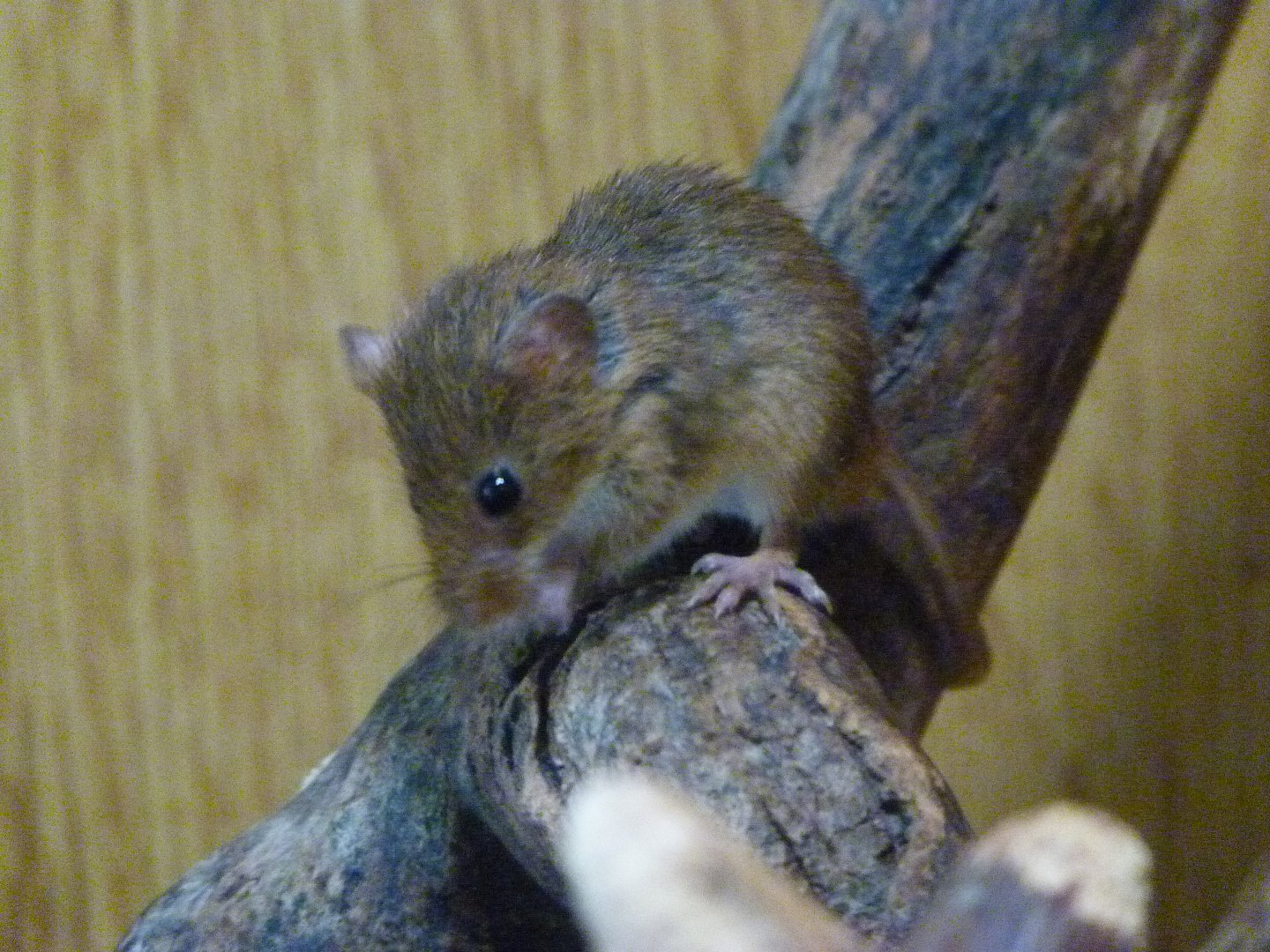 Eurasian harvet mouse -Zoodyssée (2025)