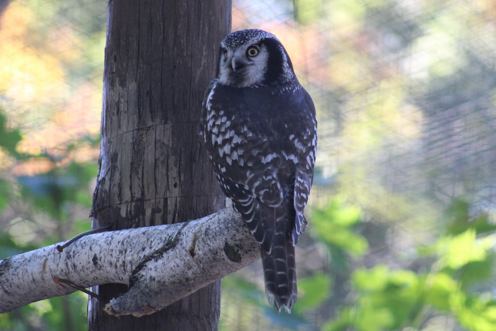 Eurasian Hawk-Owl