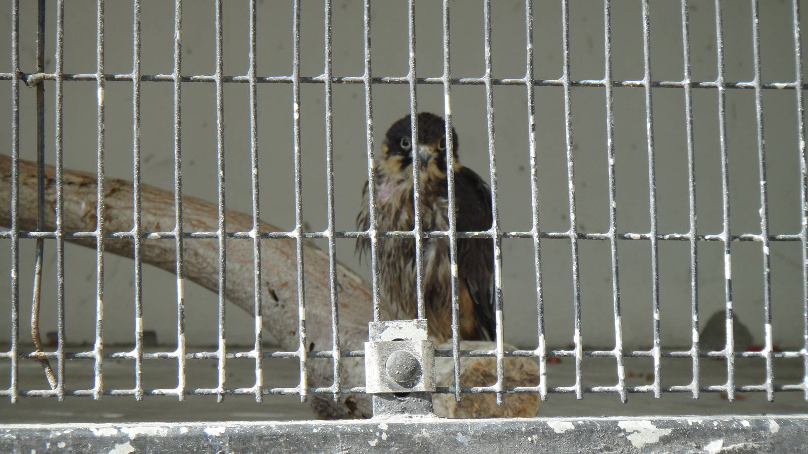 Eurasian hobby at Shanghai zoo 2014-4-3