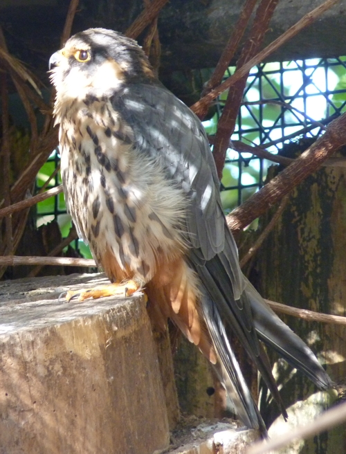 Eurasian hobby (Falco subbuteo)