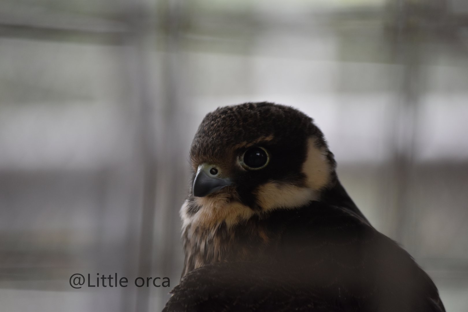 Eurasian hobby (Falco subbuteo)