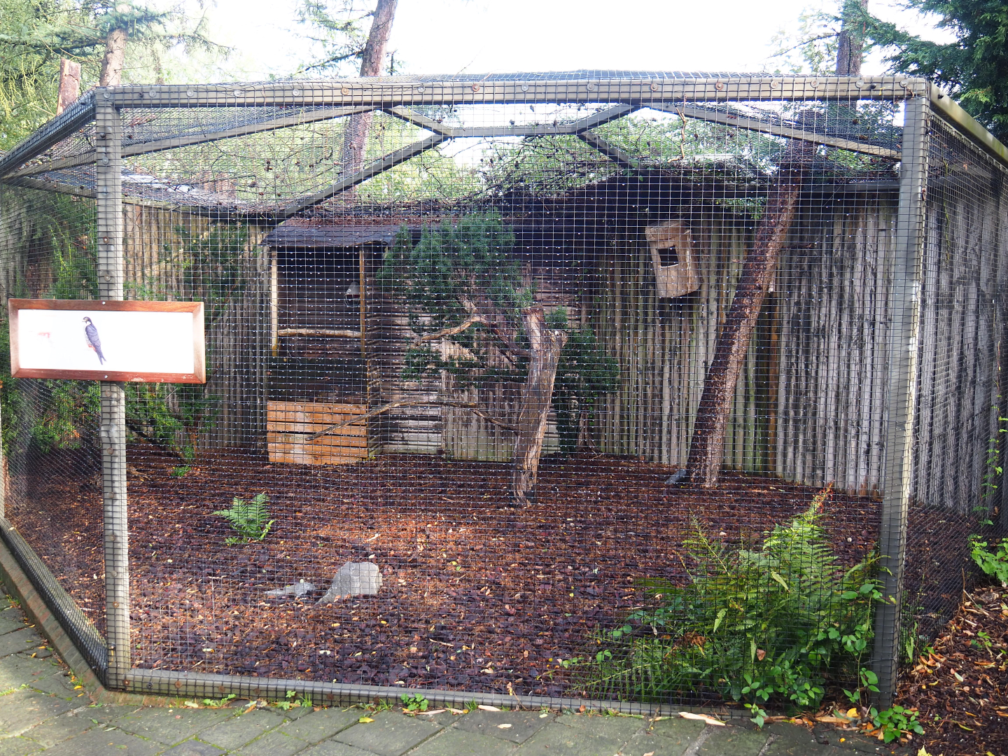Eurasian hobby falcon aviary, 2019-10-04