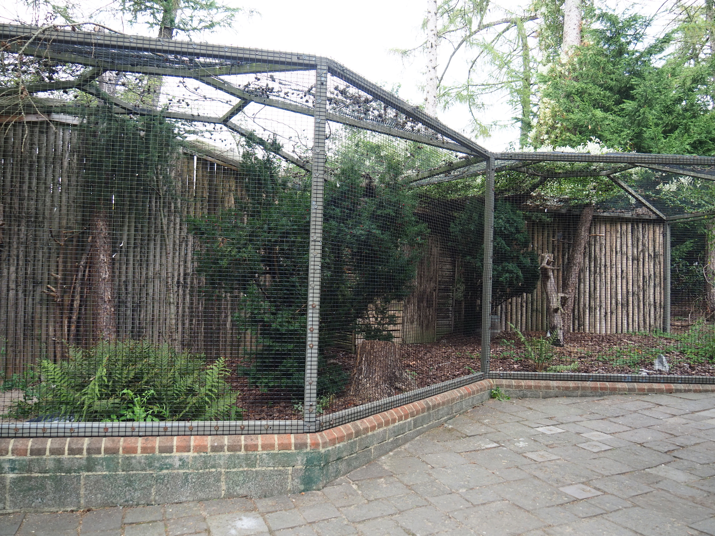 Eurasian hobby falcon aviary, 2020-09-02