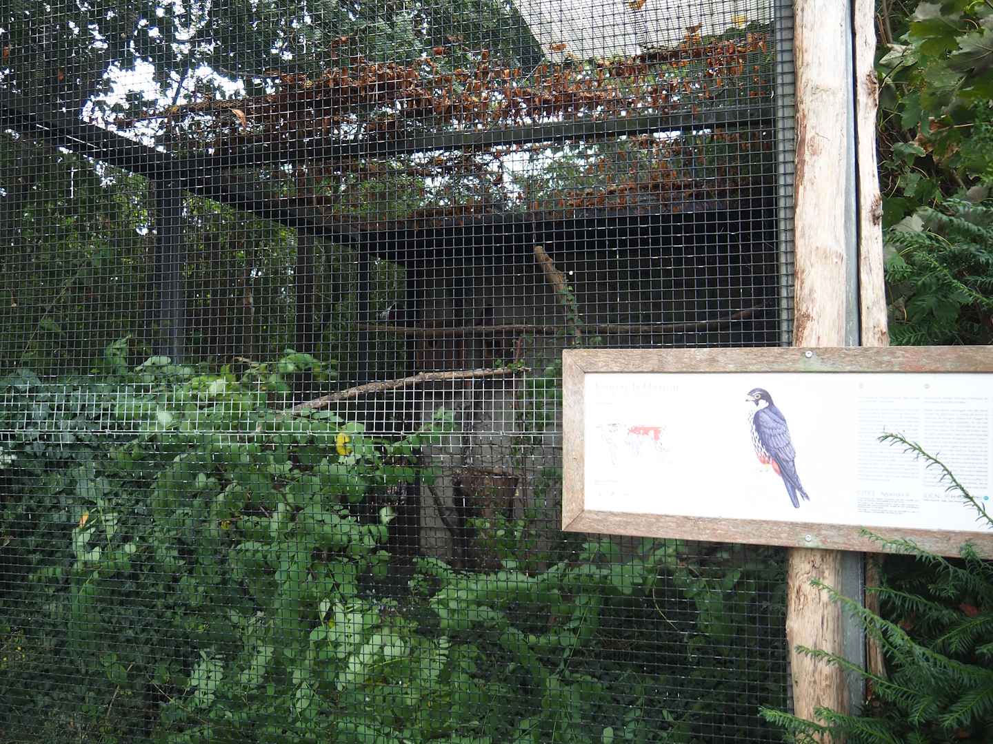 Eurasian hobby falcon aviary, 2023-10-13