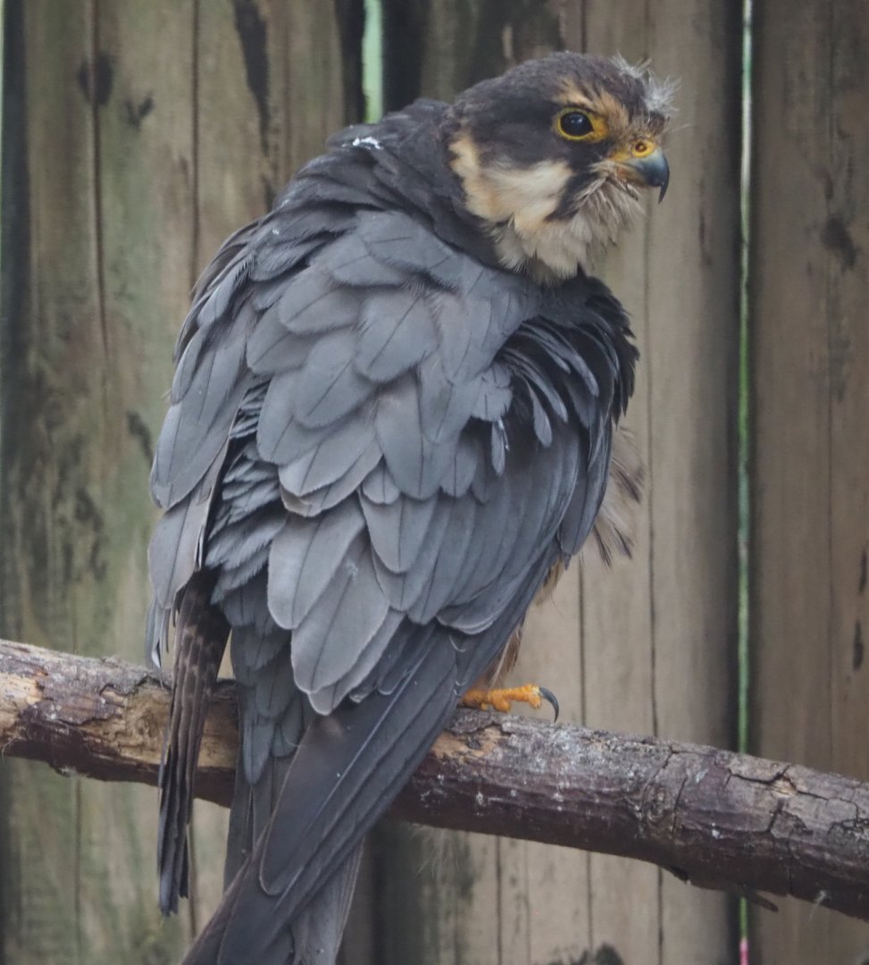 Eurasian hobby falcon (Falco subbuteo subbuteo), 2020-09-02