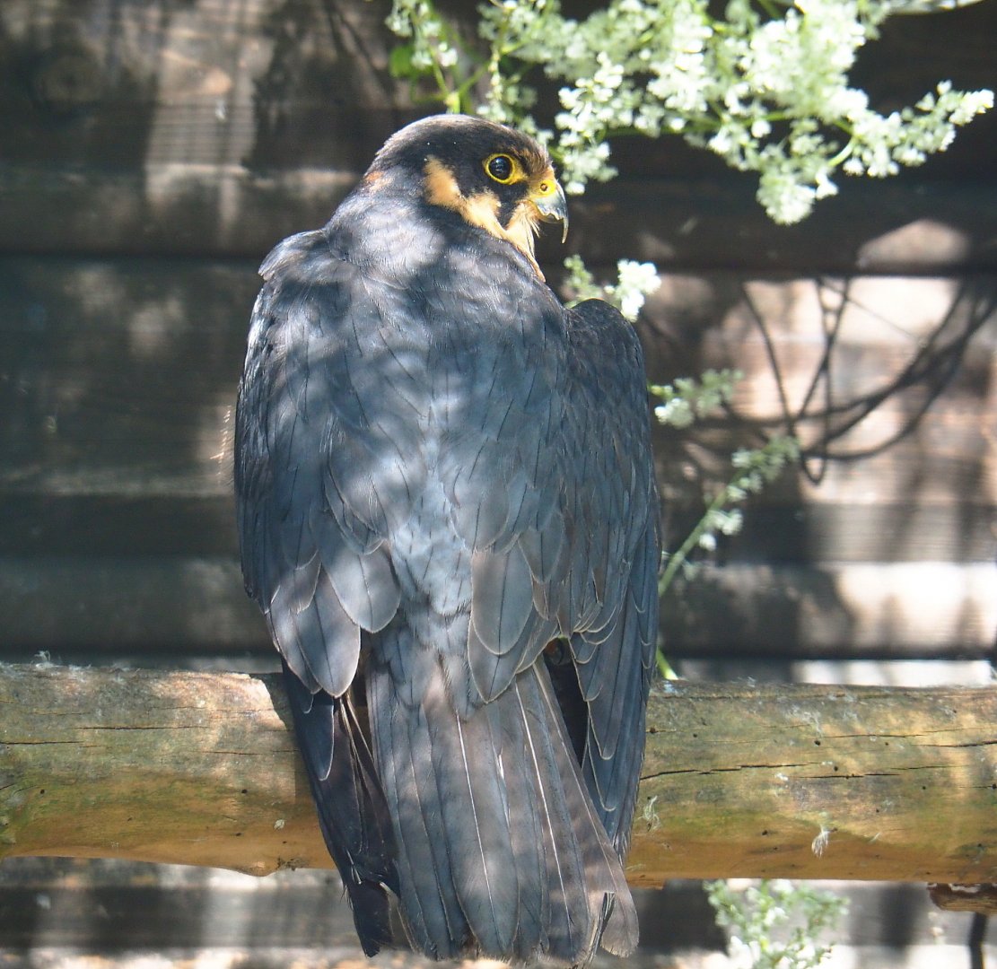 Eurasian hobby falcon (Falco subbuteo subbuteo), 2021-09-03
