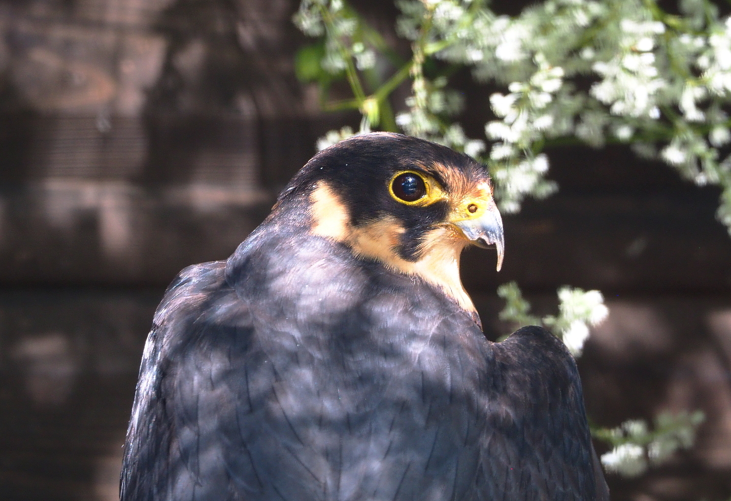 Eurasian hobby falcon (Falco subbuteo subbuteo), 2021-09-03