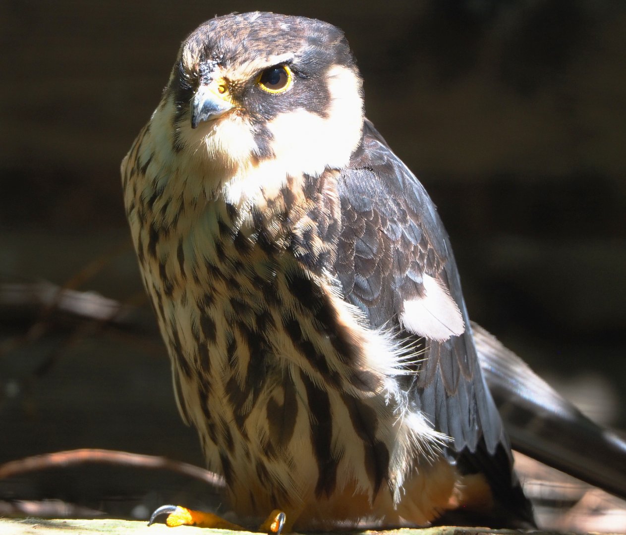 Eurasian hobby falcon (Falco subbuteo subbuteo), 2022-06-28
