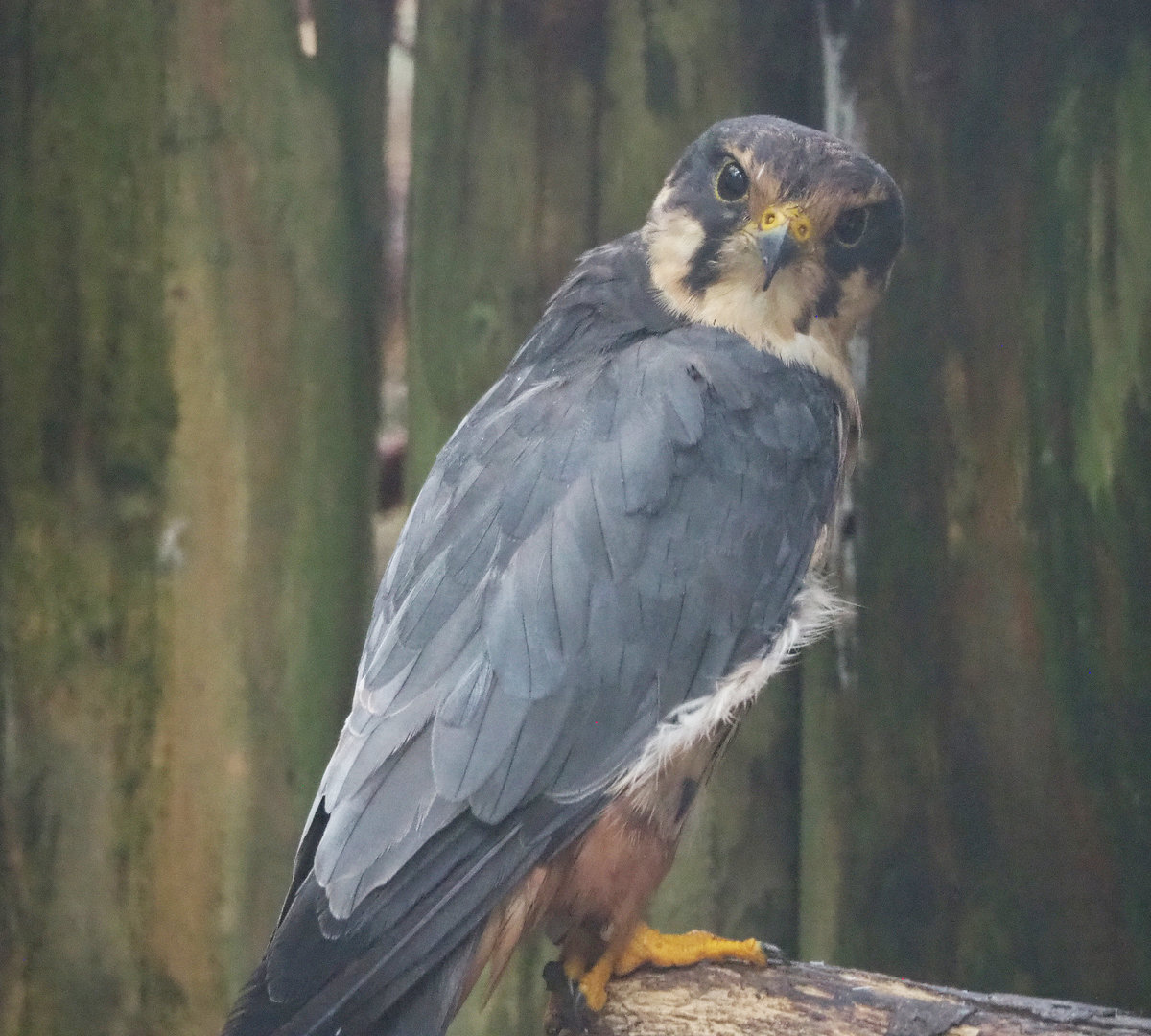 Eurasian hobby falcon (Falco subbuteo subbuteo), 2022-09-14