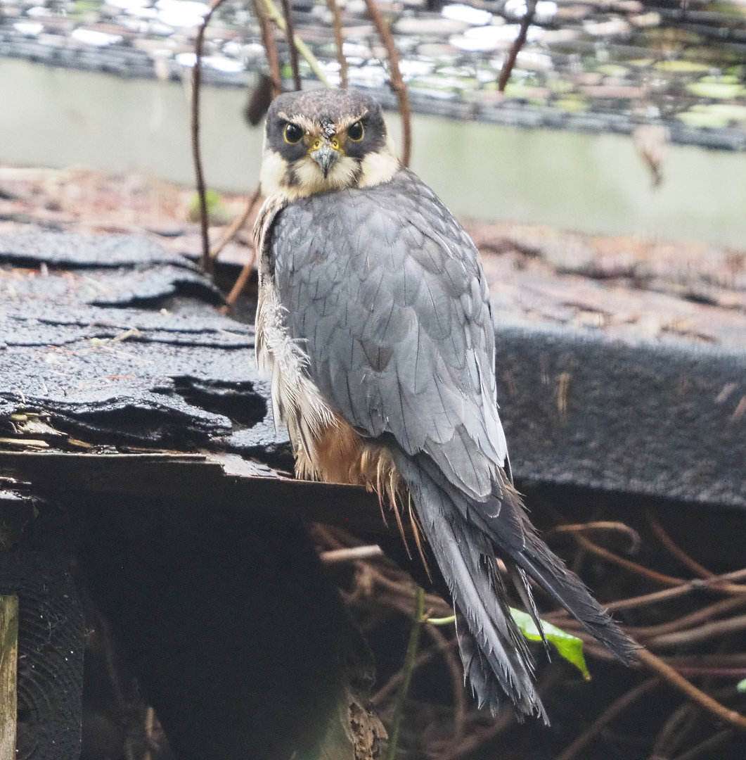 Eurasian hobby falcon (Falco subbuteo subbuteo), 2022-09-14