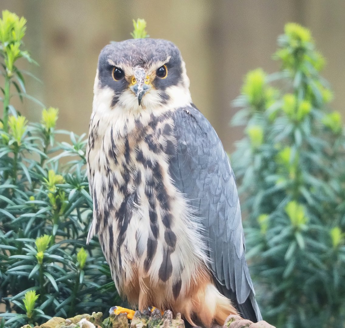 Eurasian hobby falcon (Falco subbuteo subbuteo), 2023-05-15