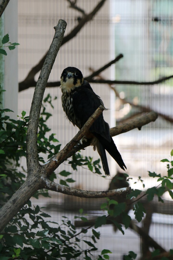 Eurasian Hobby
